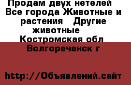 Продам двух нетелей - Все города Животные и растения » Другие животные   . Костромская обл.,Волгореченск г.